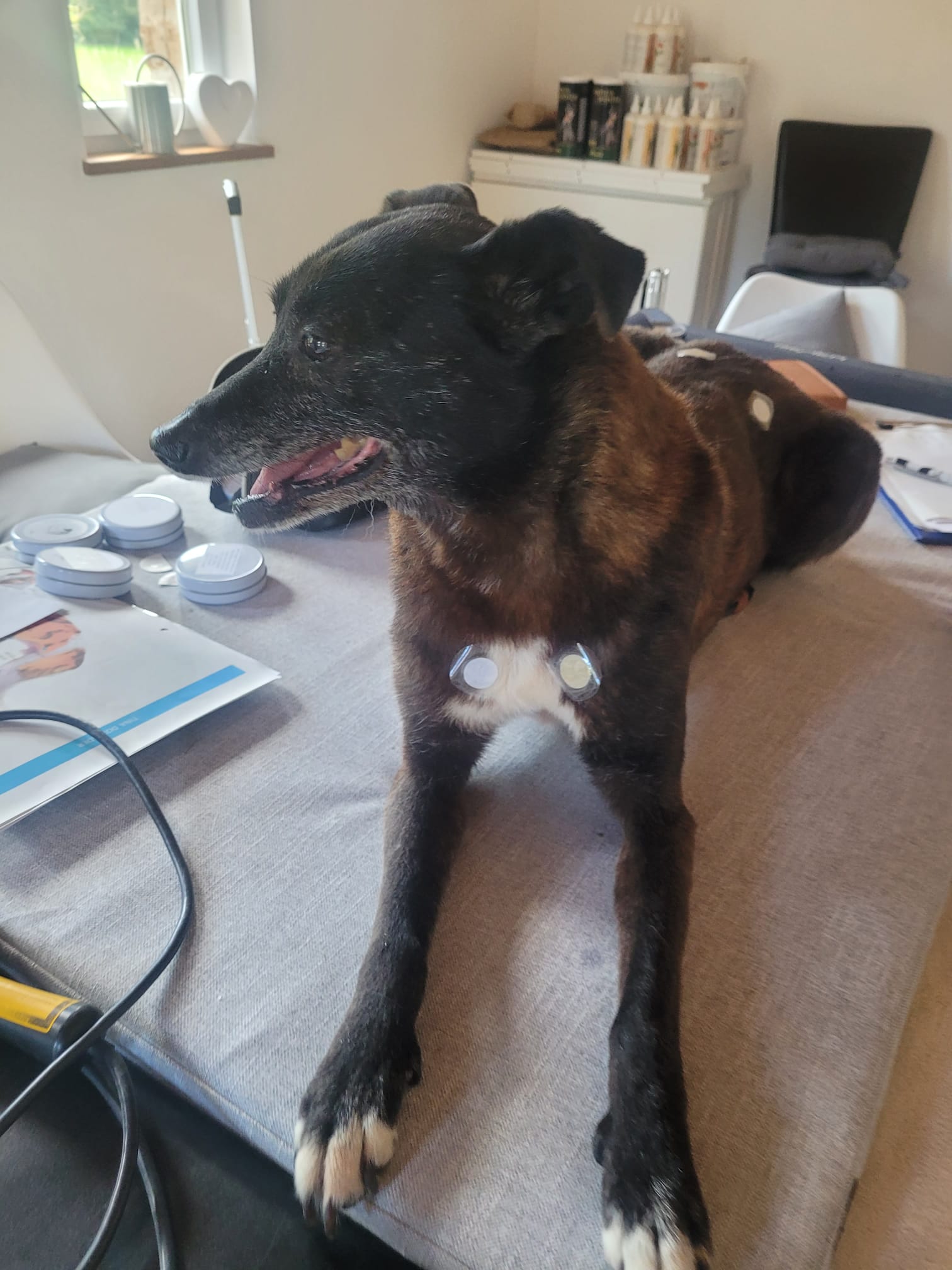 Akupunktur nach TCVM beim Hund