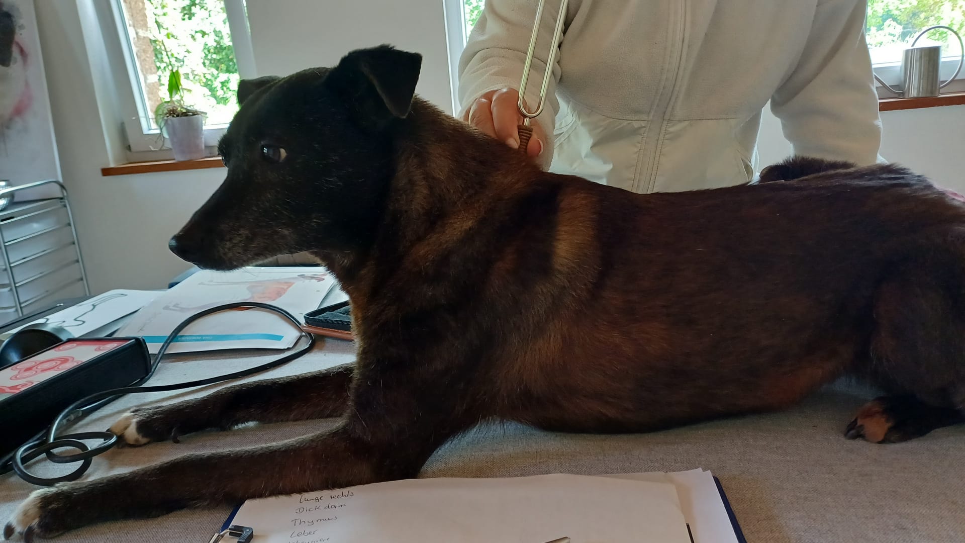 Stimmgabeltherapie beim Hund