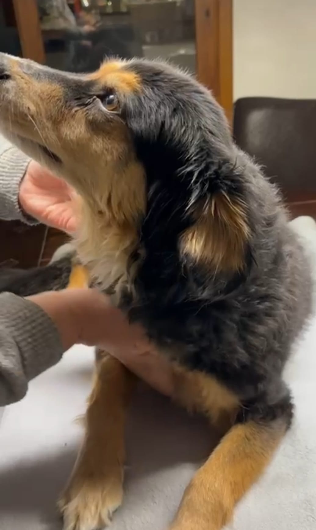 Aromaöltherapie für Hunde