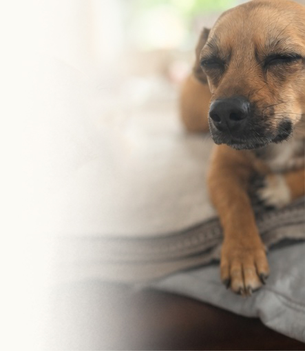 Bioresonanz beim Hund