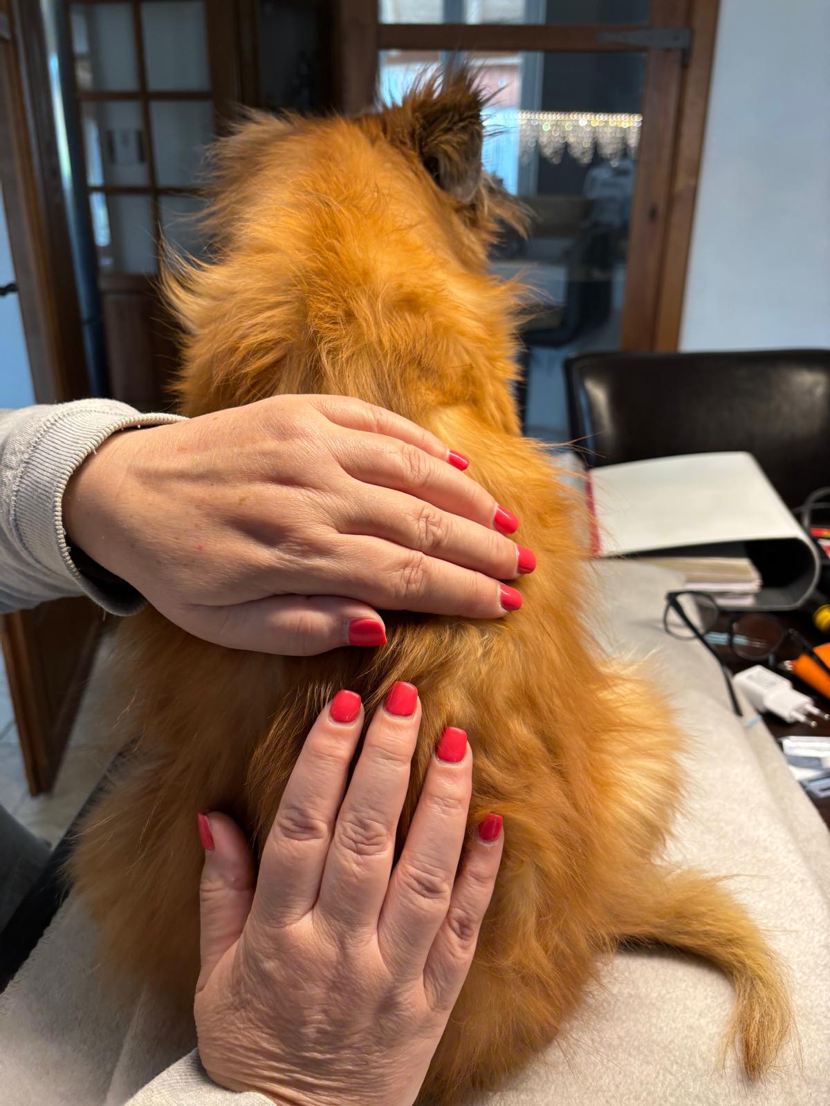 Osteopathie beim Hund