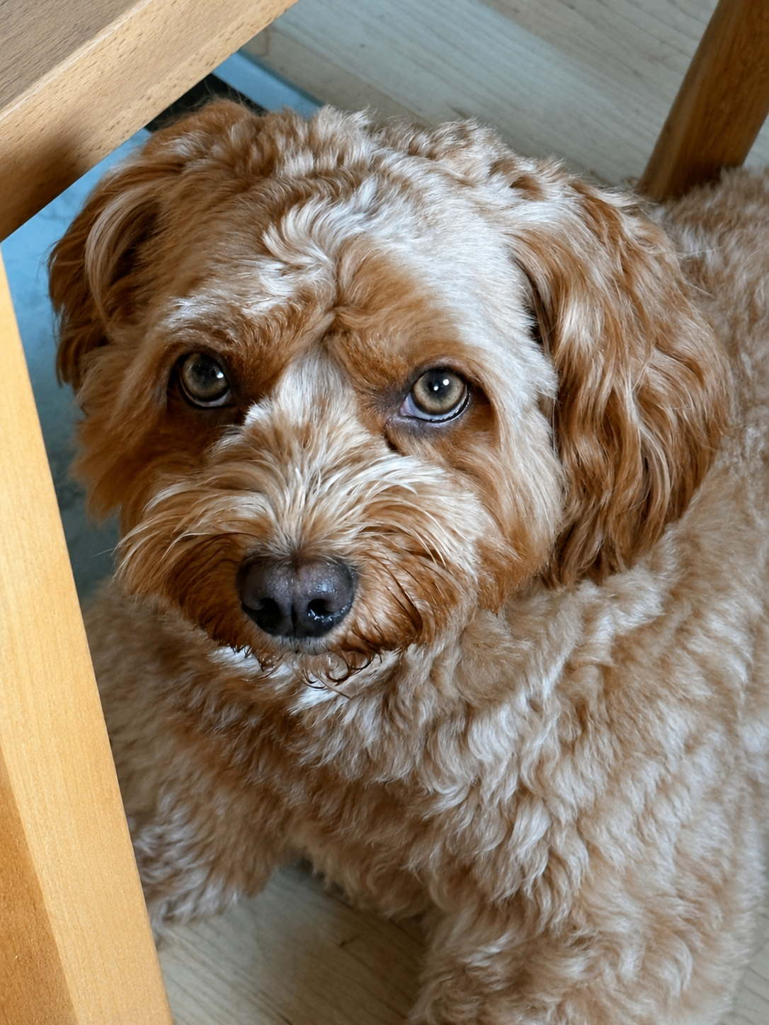 Pepe Kundenstimme Hundetherapie